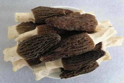 羊肚菌